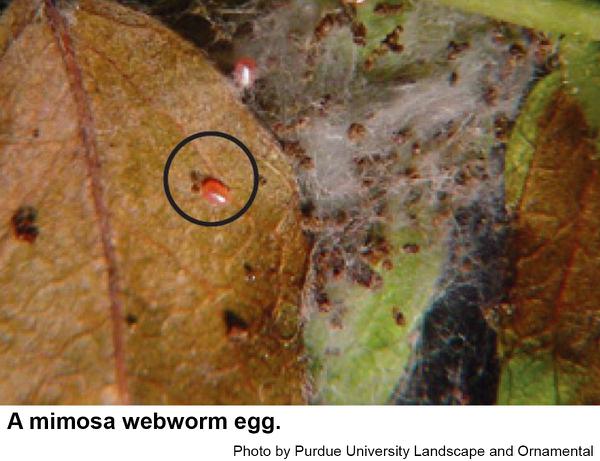 Mimosa webworm egg